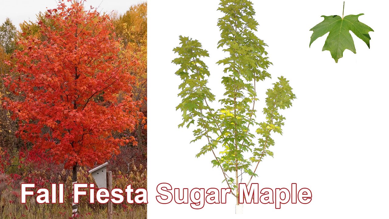 Sugar Maple Tree In Fall