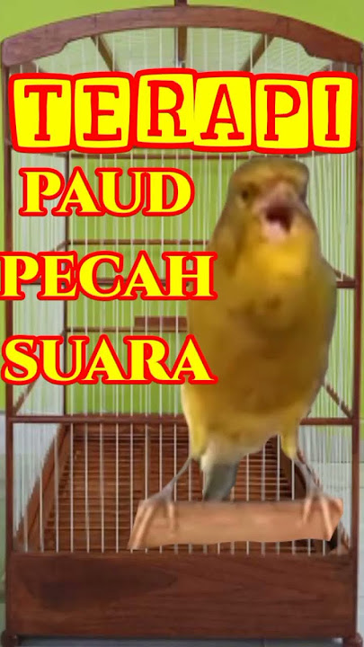 PANCINGAN KENARI PAUD AGAR BUNYI | CANARY SINGING