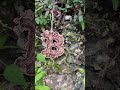 Video: Bitcoin Wooden Ornament - VenusRose
