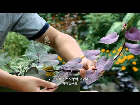 오마이가든 제2화 고구마의 매력 Oh My Garden #2 Ipomoea batatas