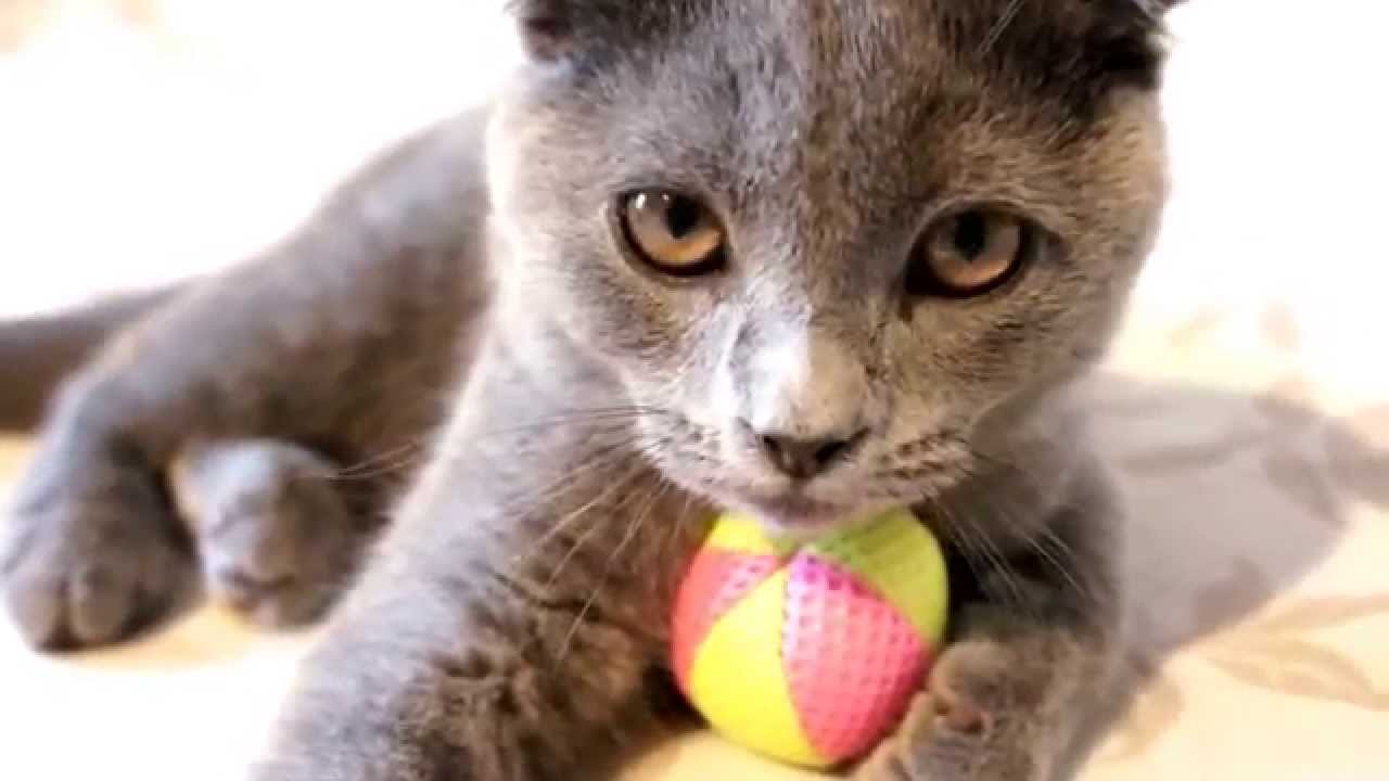 I play with cat. Nice balls Cat. Cat Play. Kitty nice.