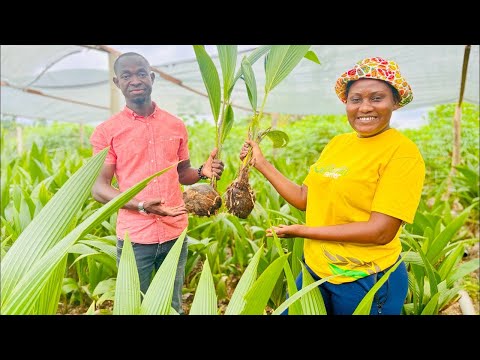 Why This Ghanaian Graduate Returned From UK To Invest In Coconut Nursery Production & Sales In Ghana