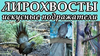 ЛИРОХВОСТЫ - Искусные подражатели