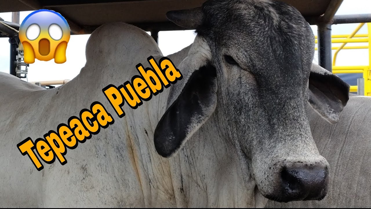 Área de ganado en Tepeaca Puebla 