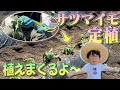 サツマイモ300本を手で植える【きリイモファーム】