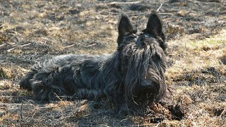 Scottish Terrier Hereditary Health Conditions: Understanding