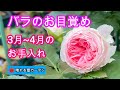 バラのお目覚め♪3月~4月のお手入れと失敗談