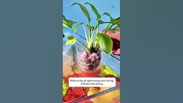 Làm hộp trồng cây thuỷ canh gắn trên bể cá từ chai nhựa vừa tiết kiệm và sạch nước #aquatic #shorts