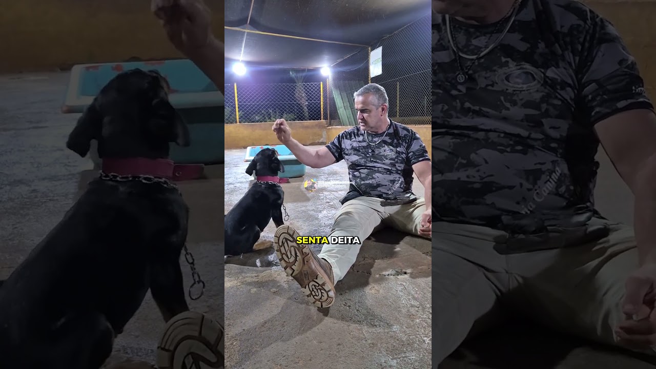 O ADESTRAMENTO COMEÇA MUITO ANTES DO QUE VOCÊ IMAGINA