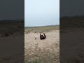 ''Dive 🤯😬 #practice #cricketlover #youtubeshorts