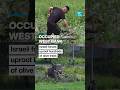 Occupied West Bank: Israeli forces uproot hundreds of olive trees • FRANCE 24 English