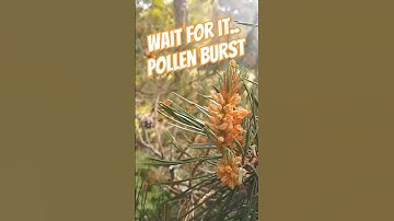 Watch this PINE unleash a HUGE pollen CLOUD #nature #pine #pollen