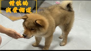 〖中华田园犬-古巴吃播系列之榴莲〗浅尝辄止。也能乖乖吃药药的古巴宝贝。 by Money Tail Chow - Cuba 57 views 3 months ago 3 minutes, 44 seconds