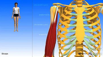 Quel est le rôle du biceps brachial ?