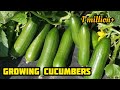 7 tips to grow cucumbers in container | Growing cucumbers from seed