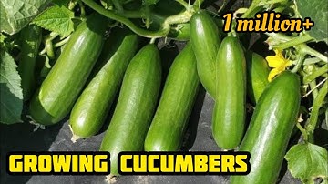 7 tips to grow cucumbers in container | Growing cucumbers from seed
