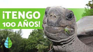 The 5 Longest-Living Animals in the World 🐋 ( Immortal) 😱
