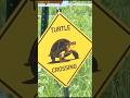 An Iowa town's 'Turtle Crossing Season' is underway