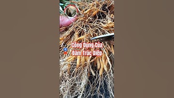 Bạn đã biết công dụng của Đàm Trúc Diệp chưa?