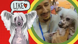 CHINESE CRESTED DOG - Lyborius Legacy Kennel & Cattery by Pet's com Pinta 1,058 views 1 year ago 6 minutes, 8 seconds