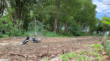 Bẫy choè than xoè vip