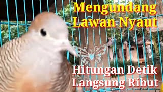perkutut lokal gacor Rajekwesi suara besar nada jernihini ampuh buat pancingan perkutut jenis apapun