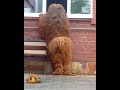 Tibetan mastiff #tibetanmastiff Mongolian lines