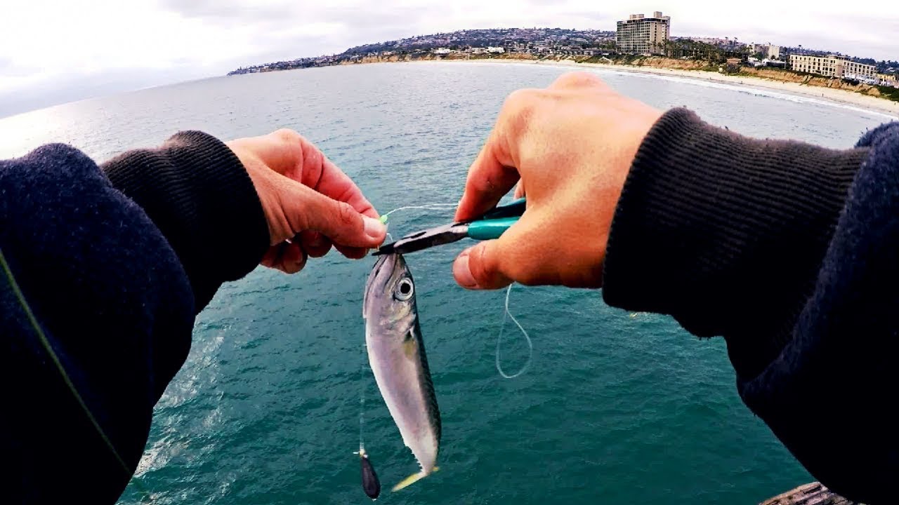 Pier Fishing with Sabiki Rigs! 