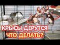 Крысы дерутся - что делать? Конфликты в группе у крыс