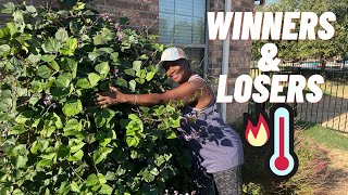 Plants that survive 3-digit heat and drought with a sprinkle of H2O