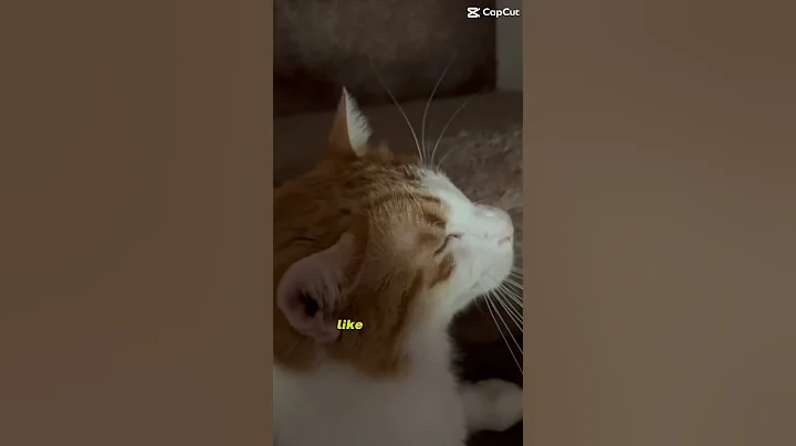 What would you name cat? 😸#funnycatshorts #catshorts #shorts #catlover #pets #cat #cats #funnycats