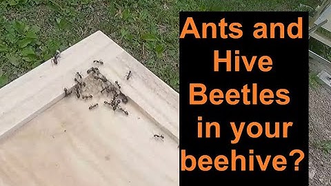 Beekeeping Pest Alert!  Layens and Flow Hive Pest Control