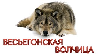 Весьегонская волчица фильм смотреть онлайн