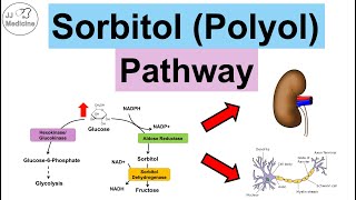 Sorbitol (Polyol) Pathway | Sugar Alcohols, Enzymes, Purpose, Diabetes & Health Problems