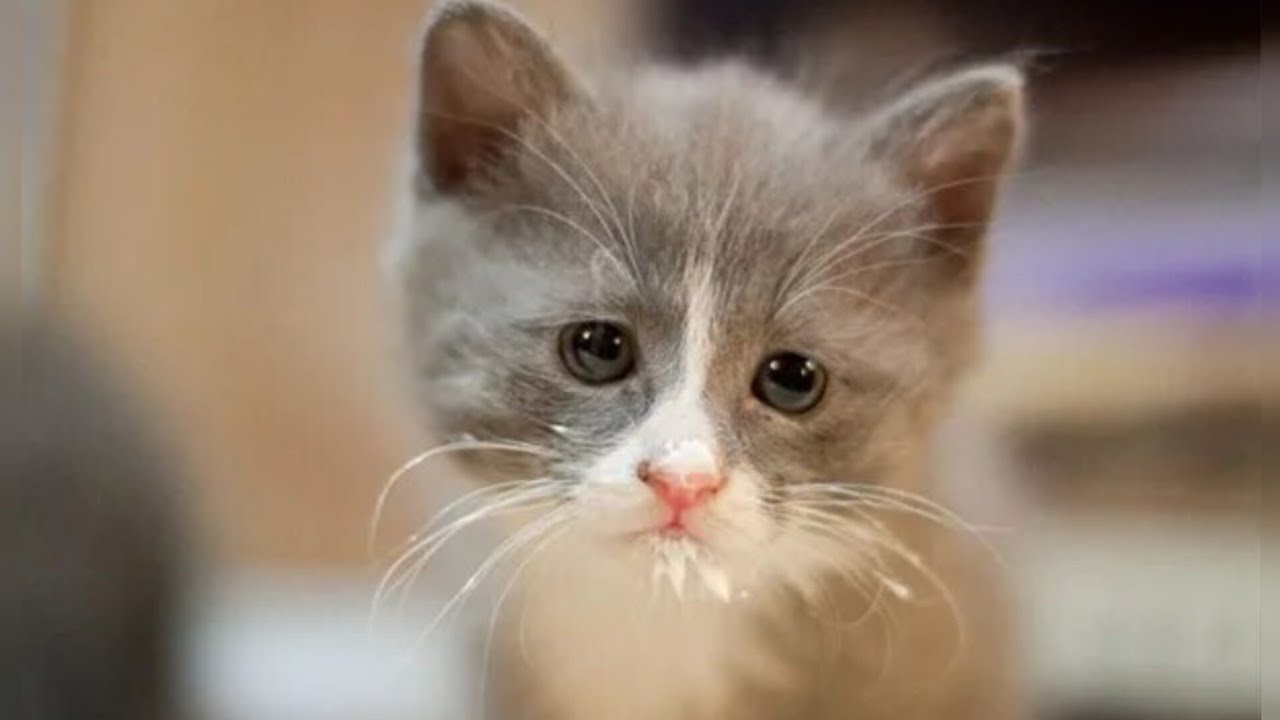 Молоко на губах не обсохло значение предложение. Кот в сметане. И смешно и грустно. Смешные стишки с котами. Котенок в сметане.