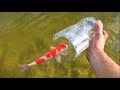 Fish Trap Catches Colorful BABY Minnows For Jaws Pond!!