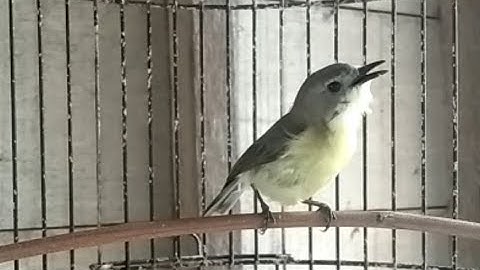 Suara Burung Remetuk Laut Gacor | Masteran Ngerol Durasi Panjang