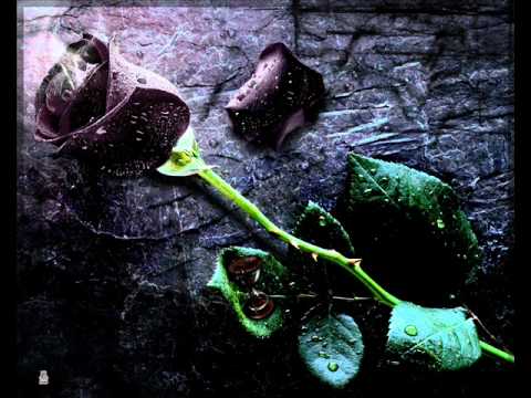 Black Rose Video