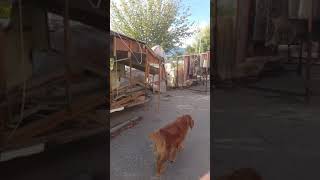 Karavan Restorasyonu