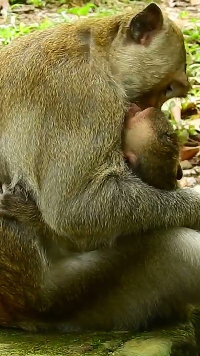 Funny monkeys, Monkey video #monkey #animal #fyp #love #foryou # ...