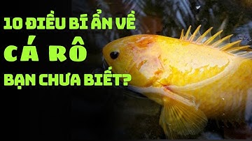 10 điều bí ẩn về loài cá rô, bạn chưa biết?
