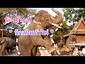 ช้างสายแดนซ์