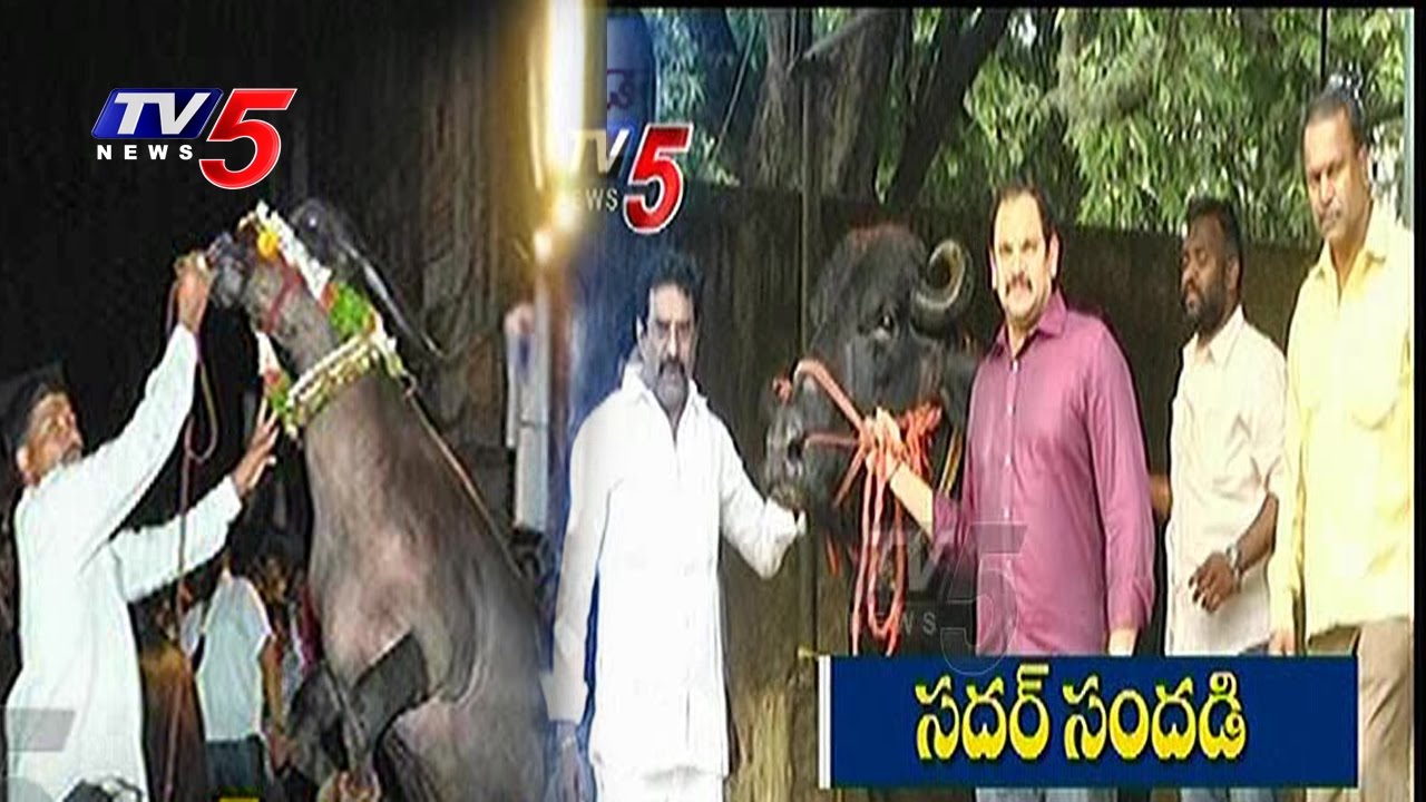 Sadar Festival Celebrations 2016 start Today | Hyderabad | Telugu News | TV5 News