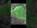Стежка Довбуша починається