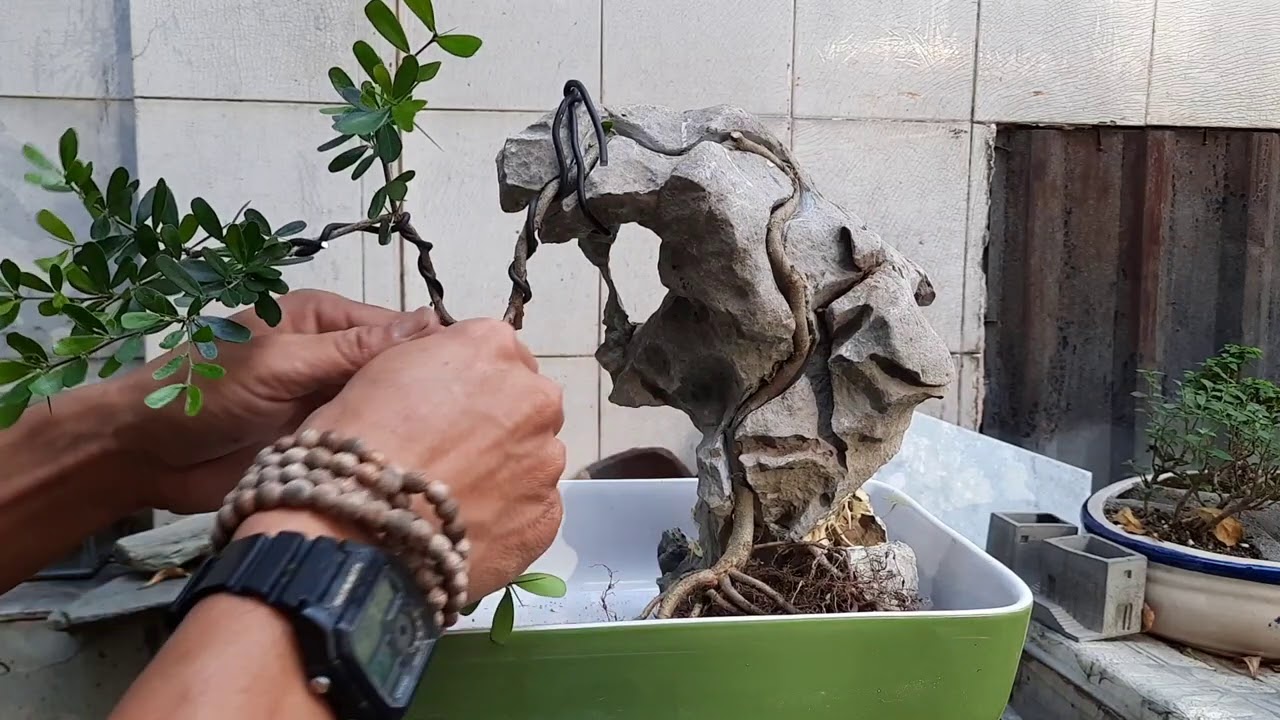 ghép cây vào đá như thế nào? - youtube