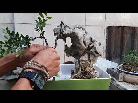 Video ghép cây vào đá như thế nào? - youtube