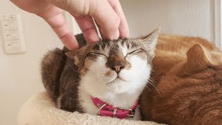 頭を撫でられたくて求めてくる猫がかわいい…【保護猫】 by ねおの保護猫。 7,280 views 2 years ago 2 minutes, 37 seconds