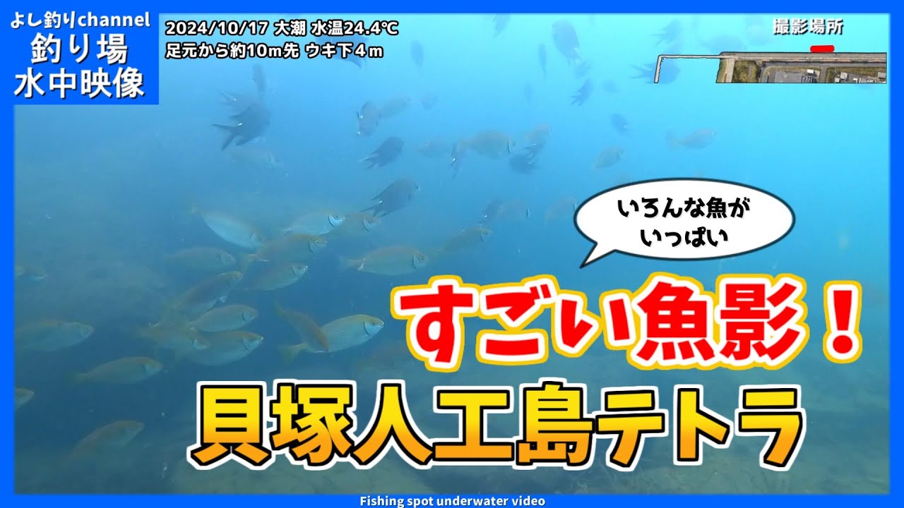 【すごい魚影！】秋のハイシーズン！ 大阪の釣り場「貝塚人工島テトラ」2024年10月 秋の水中映像  No.402