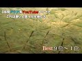 【衝撃】水生生物ランキング BEST 9位〜1位