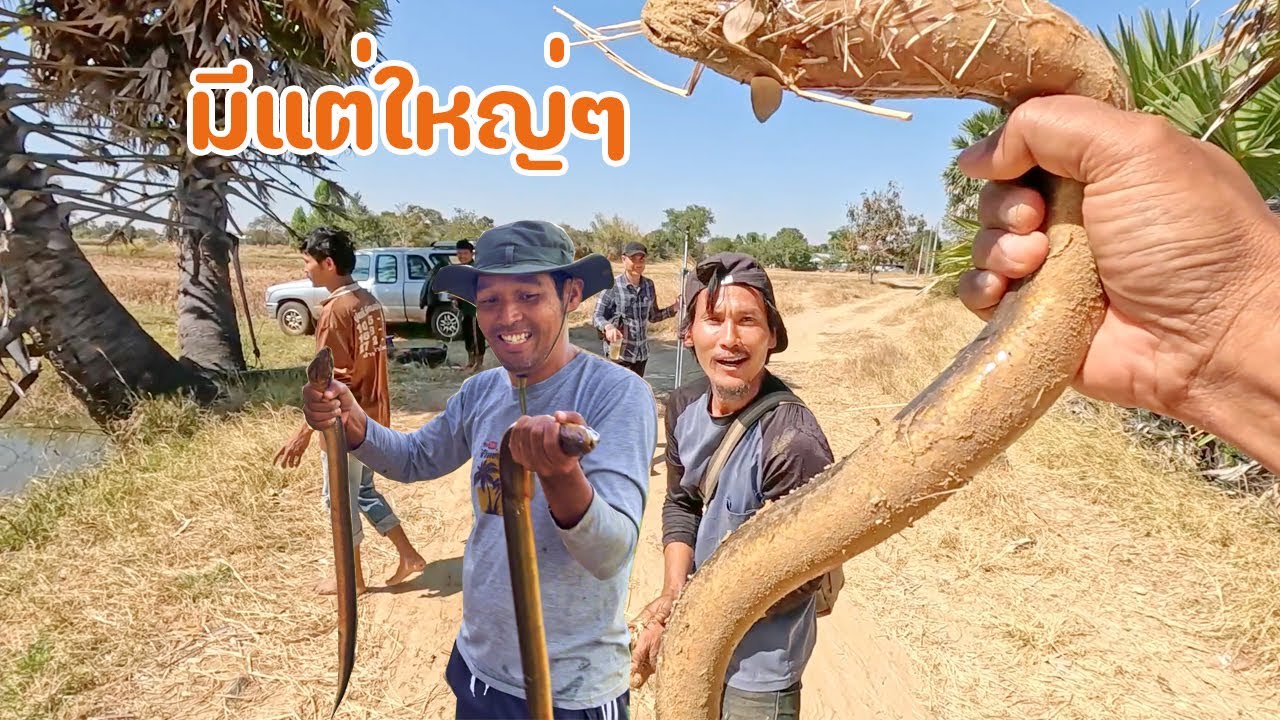 รวมทีมชุดใหญ่ หาปลาไหล มาคั่ว มีแต่ตัวใหญ่ๆ รุ่นออกหู